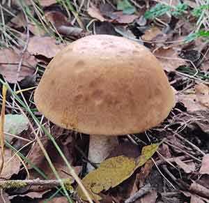 Белый гриб березовый. Кратко описание гриба