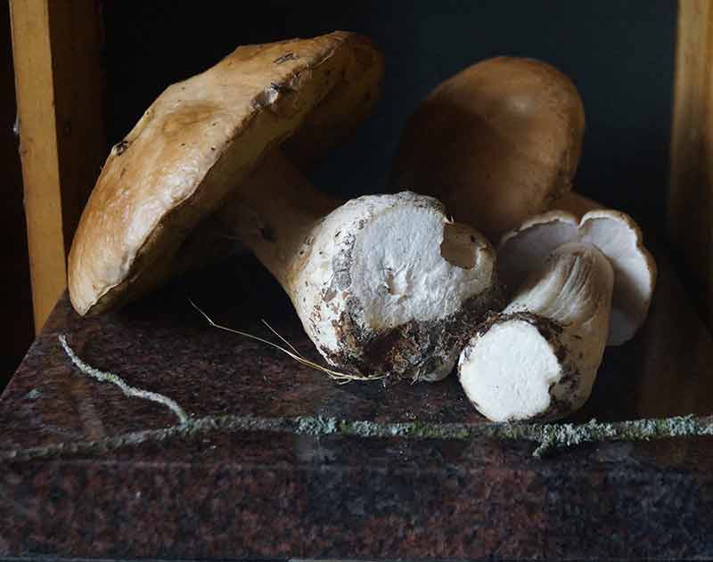 «Белый гриб березовый» в мастерской художника в работе
