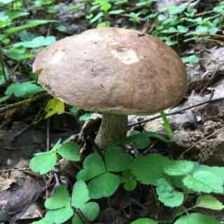 Белый гриб березовый . Кратко описание гриба