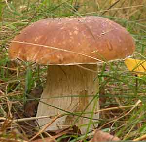 Белый гриб картинка раскраска. Кратко описание гриба