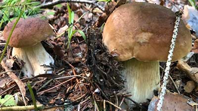 Белые грибы. Кратко описание гриба