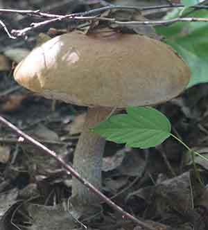 Подберезовик гриб. Кратко описание гриба