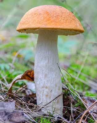 Подосиновик белоножковый. Кратко описание гриба