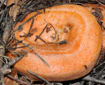 Рыжики грибы. Кратко описание гриба