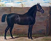 Рисунки лошадей из серии Лошади мира. TRAKEHNER. 