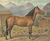 HAFLINGER. 50х70см. Рисунки лошадей из серии Лошади мира.