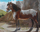 PINZGAUER.  Рисунки лошадей из серии Лошади мира.