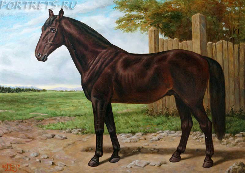Нониус порода лошадей