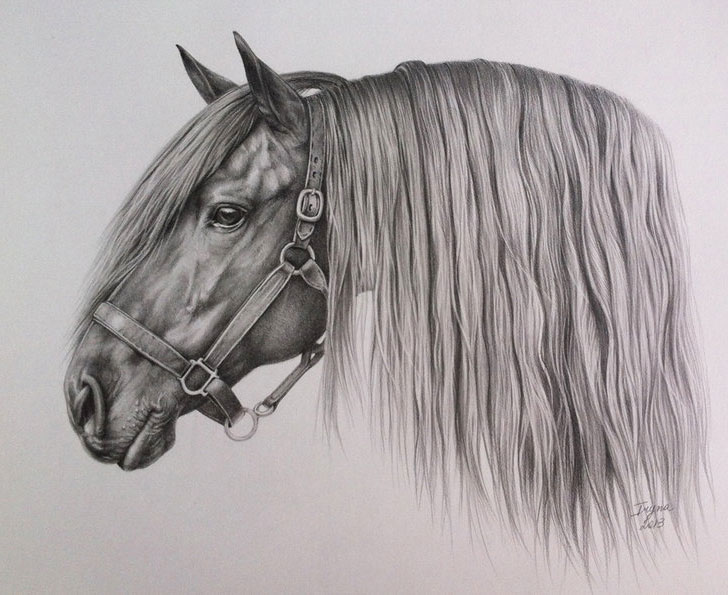 Графический портрет Вашей любимой лошади. Такую картину может написать художник на заказ по фотографии, которую может сделать сам художник