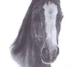 Голова лошади. Рисунок карандашом