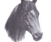 Голова лошади. Рисунок карандашом