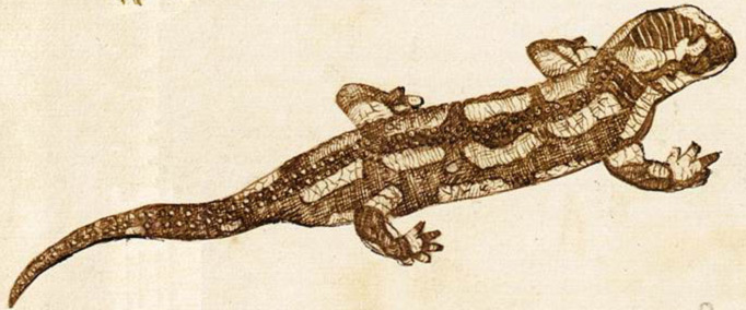 Этюд ящерицы, хамелеона и саламандры. Фрагмент №3 Арчимбольдо, Джузеппе