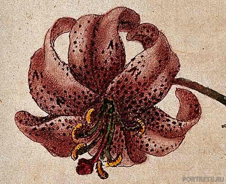   (Lilium martagon).  1 ,  