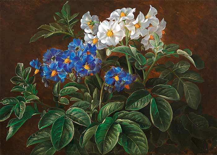Йенсен Йохан Лауренс. Белые и синие цветы
