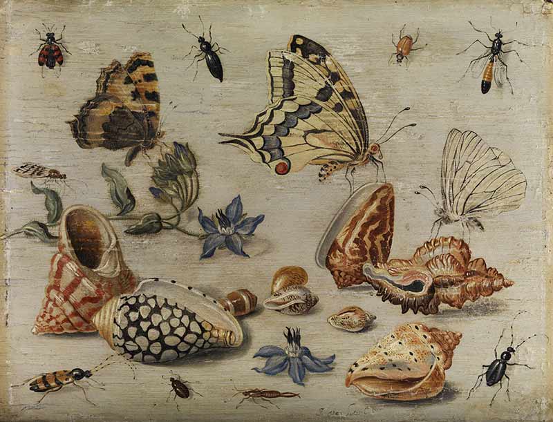 Кессель Старший. Ракушки, бабочки, цветы и насекомые на белом фоне