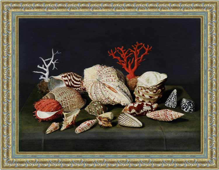 «Натюрморт с ракушками и кораллами» в раме. Линар Жак