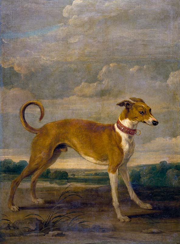 портрет собаки